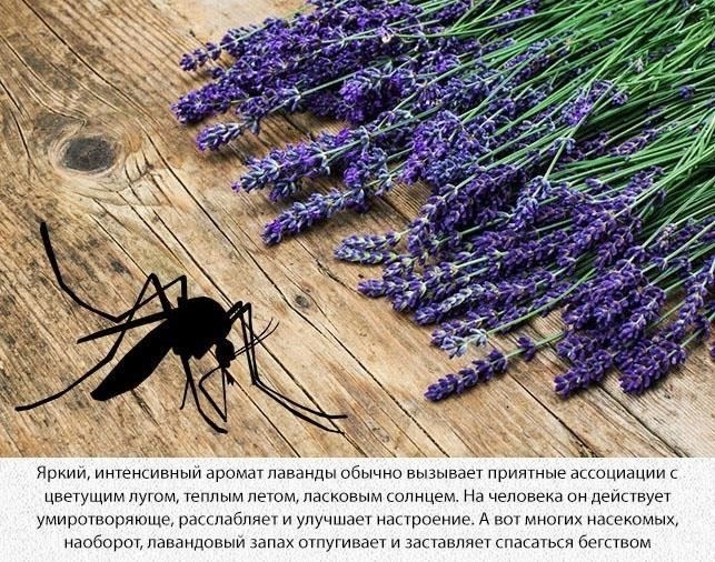 Как использовать лаванду для отпугивания шмелей