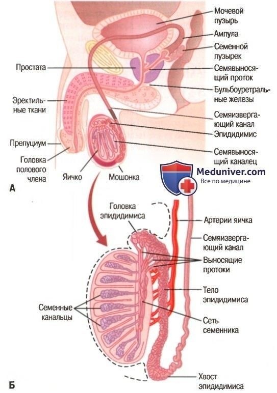 Диагностика крипторхизма: как диагностировать и что проверить