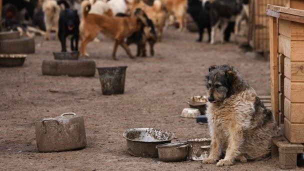 В Государственной Думе заверили, что возврата к отстрелу бездомных животных в России не будет