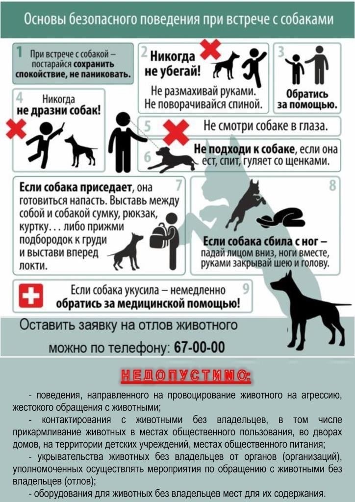 Зоополиция должна сотрудничать с местными властями, обеспечивая безопасный отлов животных и их перемещение в соответствующие приюты или реабилитационные центры. Их работа также включает в себя просвещение граждан о правовых последствиях кормления или содержания бездомных собак, что часто приводит к увеличению популяции бродячих животных. Кроме того, некоторые организации проводят информационно-просветительские программы для населения, рассказывая об ответственном отношении к домашним животным и освещая последствия отсутствия заботы о них.
